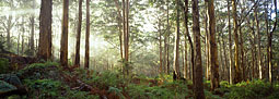 South West forest