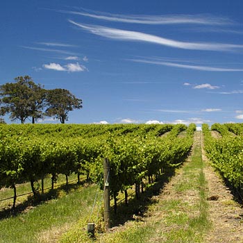 Vineyard